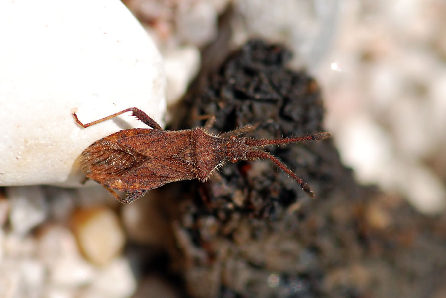 Coreidae: Coriomeris denticulatus del Veneto (VI)